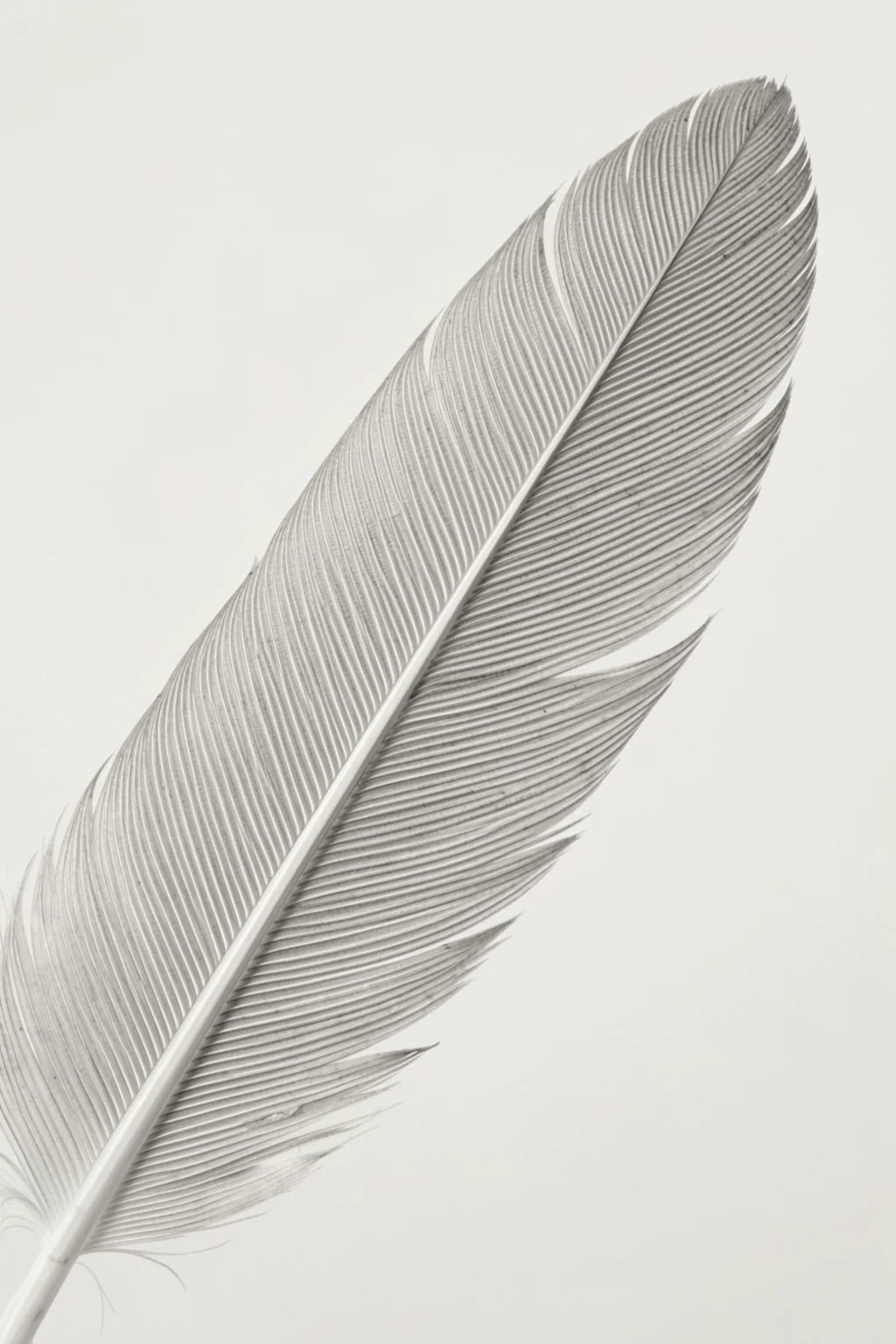 Delicate White Feather. A single large white feather with fine gray barbs curves diagonally across a pale background.
