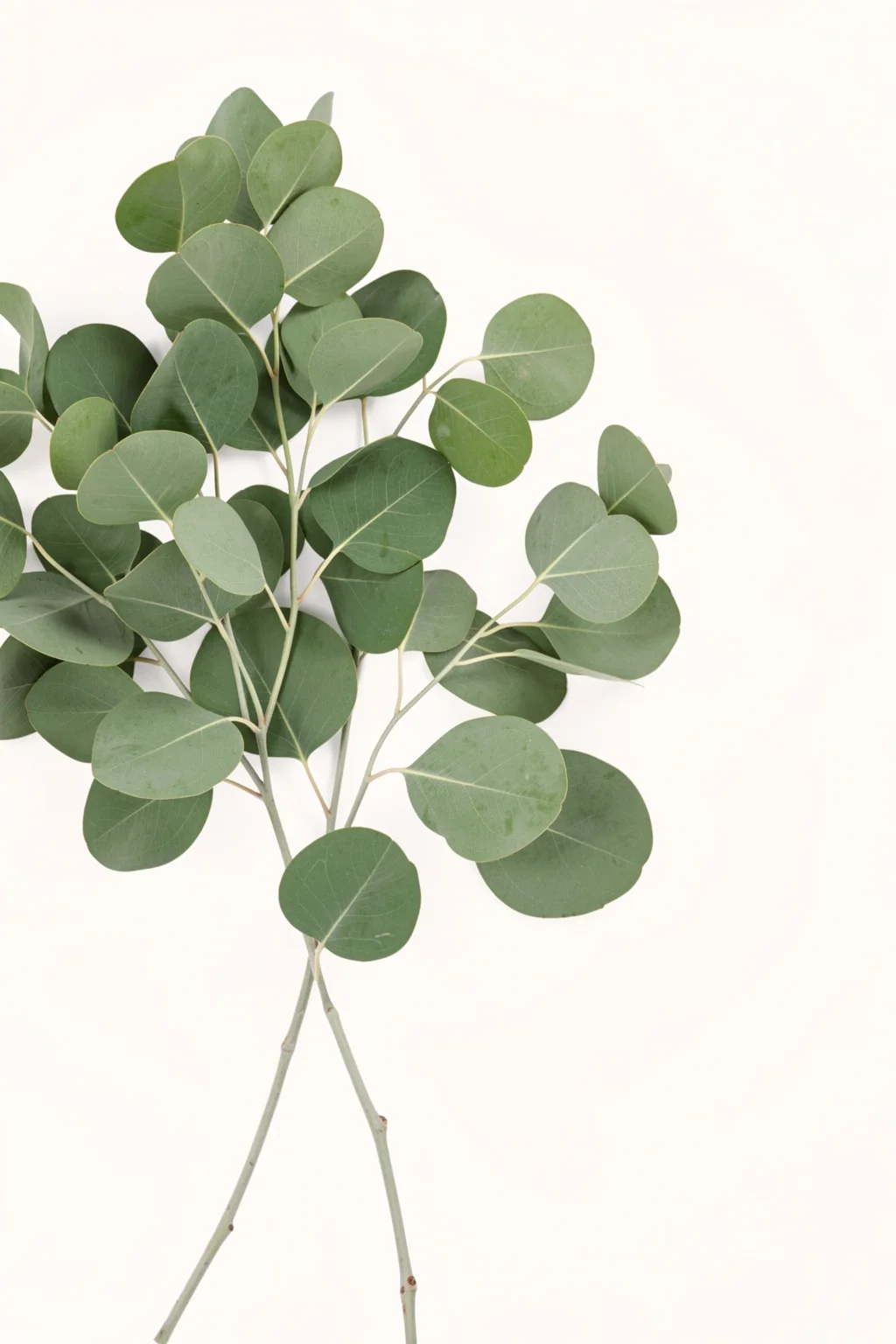 Soft Green Eucalyptus. A branching eucalyptus stem with rounded sage-green leaves is shown against an off-white background.