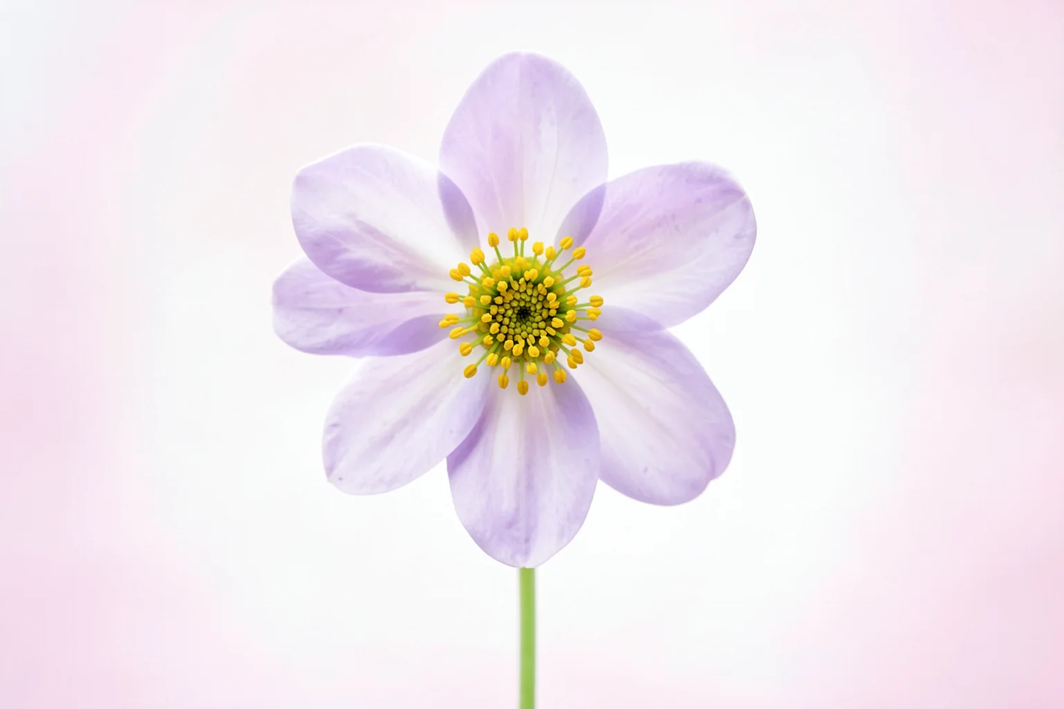 Wood Anemone. A single pale lilac wood anemone with a yellow center stands on a thin stem against a softly blurred pink-white background.