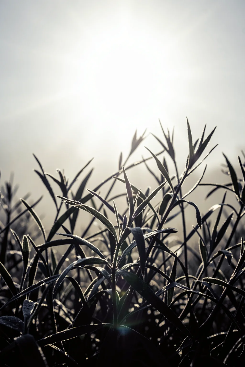 A Winter Morning 6. Dark grasses are silhouetted against soft, pale morning light, with a bright glow near the horizon.