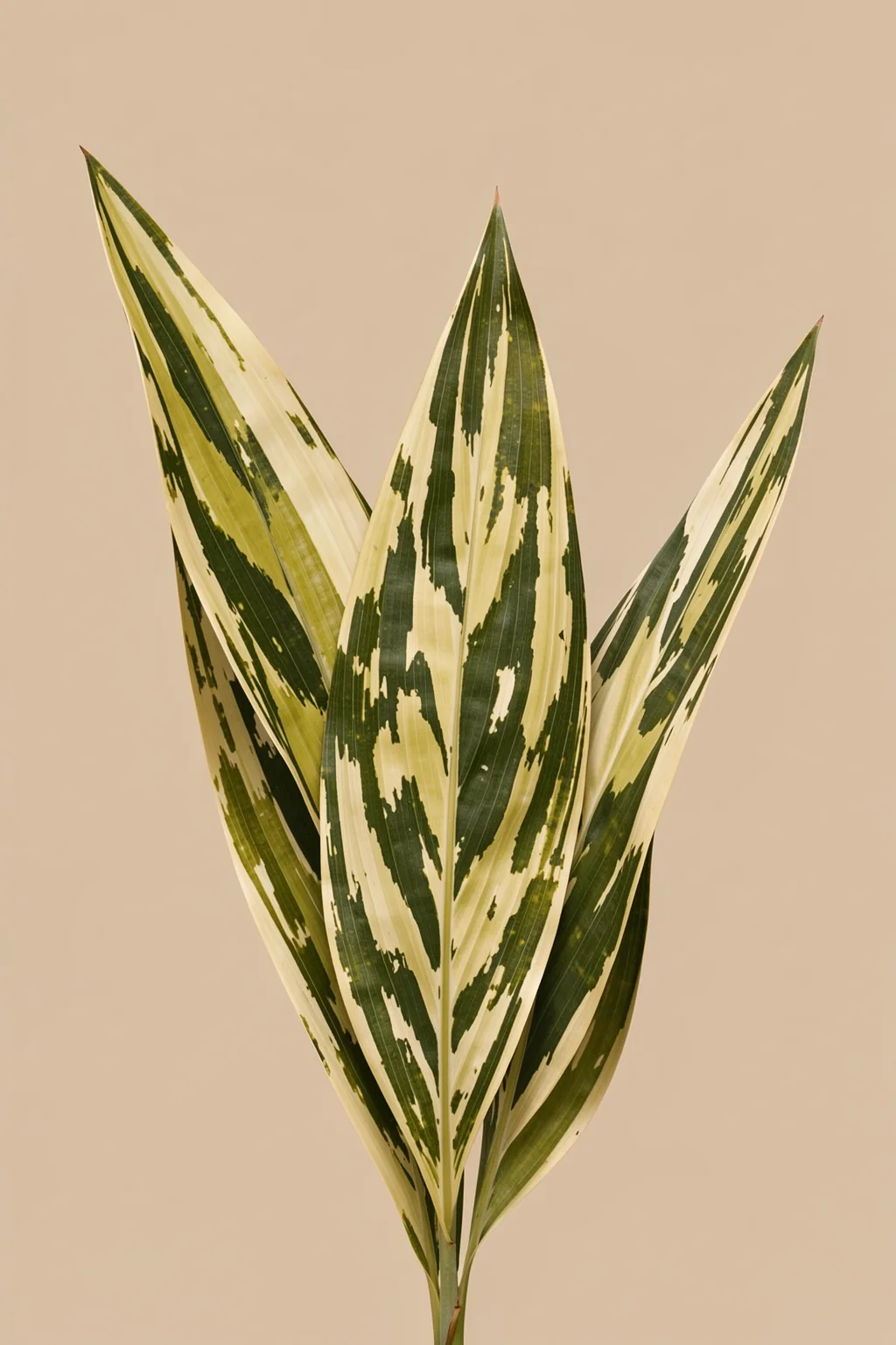 Helecho Art. Three tall variegated leaves with dark green and pale cream stripes rise against a warm beige background.