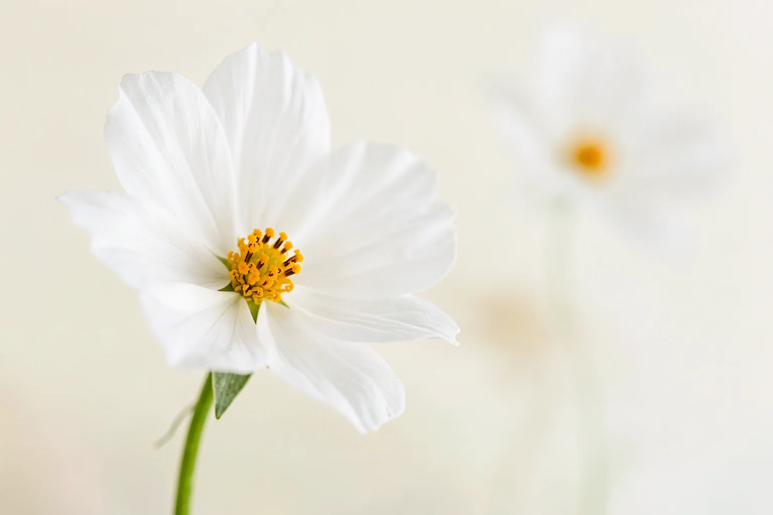 Ethereal White Blooms. A close-up white flower with a yellow center appears against a softly blurred cream background.