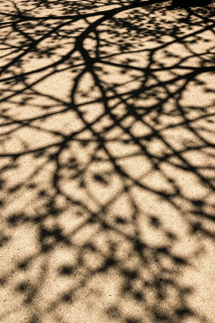 Abstract Tree Shadows. Branching dark tree shadows spread across a warm beige, sandy-textured surface.