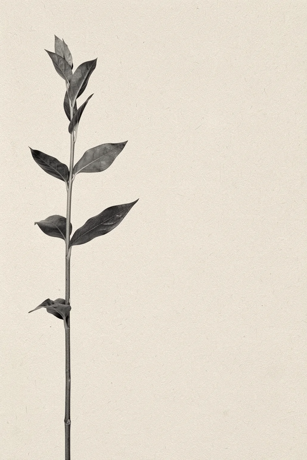 Delicate Botanical Stem. A single slender botanical stem with dark leaves is shown in grayscale on textured off-white paper.