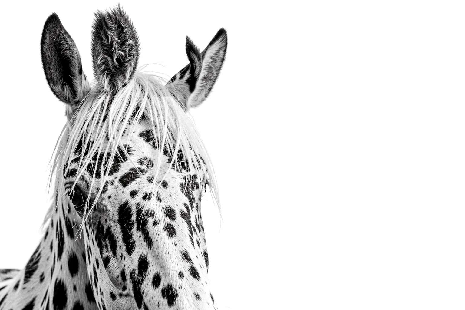 Monochrome Spotted Horse. A close-up black-and-white portrait shows a spotted horse with a long forelock against white.