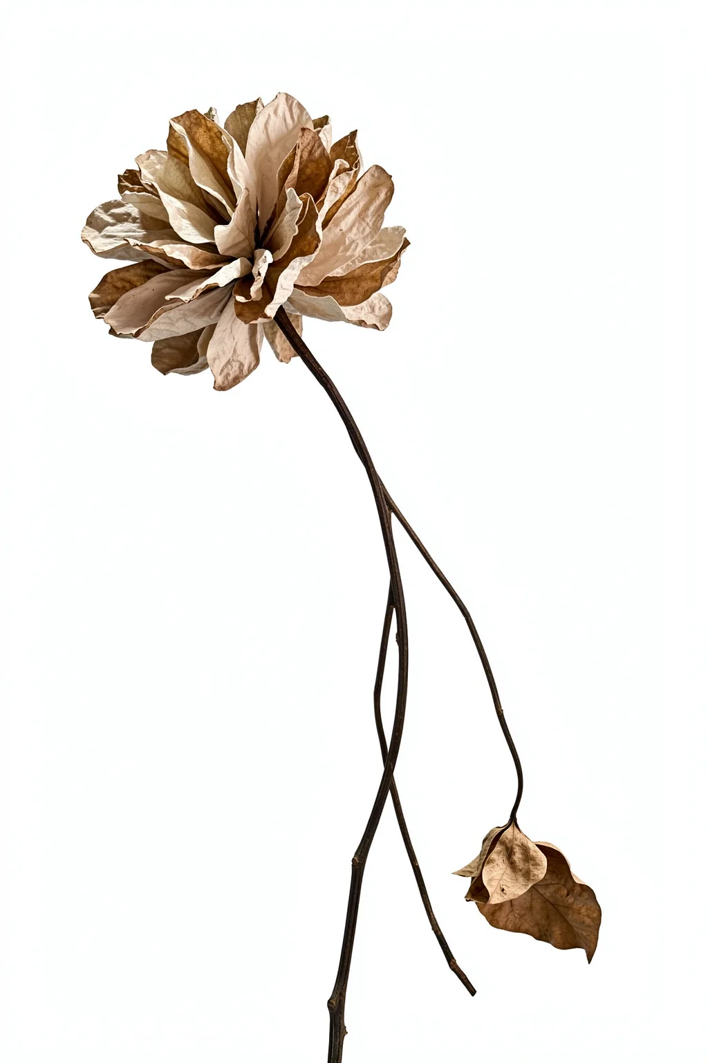 Wilted Elegance. A single dried brown flower bends on a thin stem, with one curled leaf against a pale background.