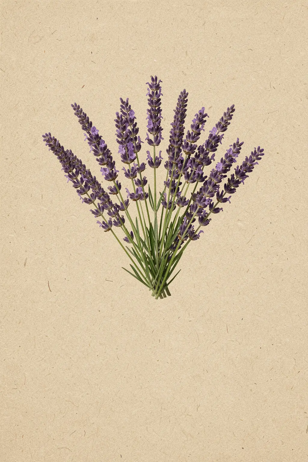 Purple Lavender Botanical. A loose bundle of purple lavender sprigs lies against warm, textured beige.
