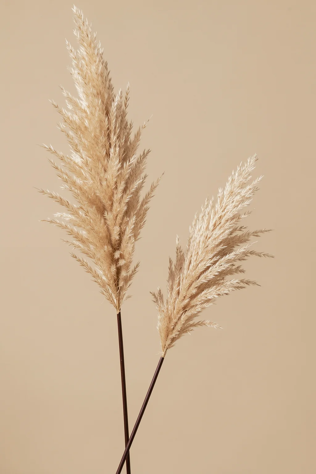 Grass 22X. Two feathery beige pampas stems stand against a plain warm tan background.