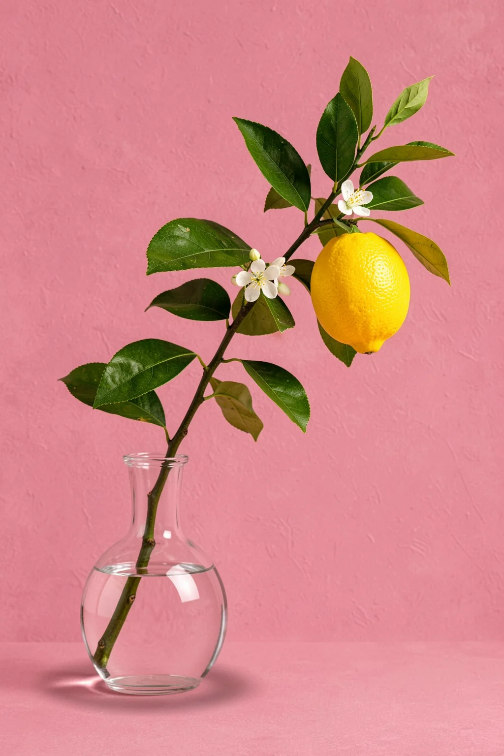 Lemon Bunch In Vase. A lemon-bearing leafy branch stands in a clear glass vase against a textured pink background.