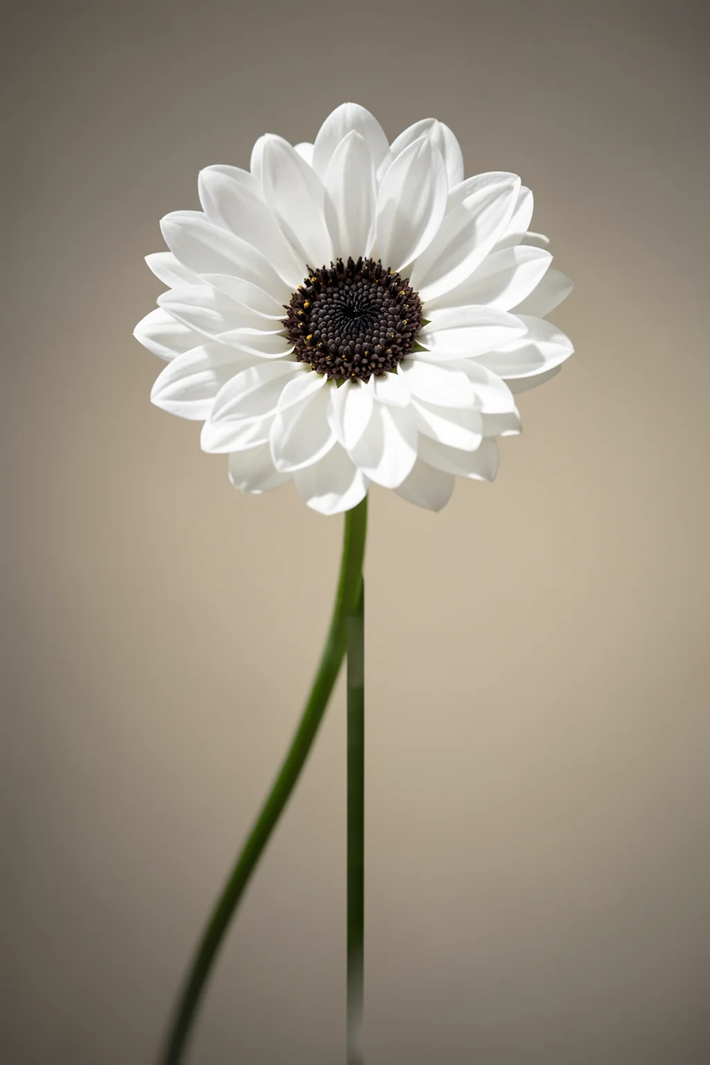 Ethereal White Anemone. A large white anemone with a dark centre and curved green stem stands against a warm grey-brown background.