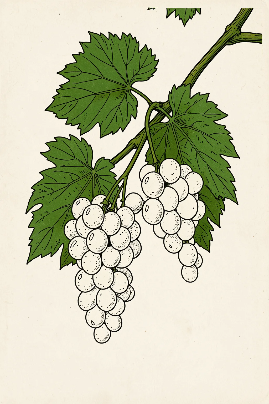 White Grape Lithograph. An illustrated cluster of pale grapes hangs among large green vine leaves on cream.