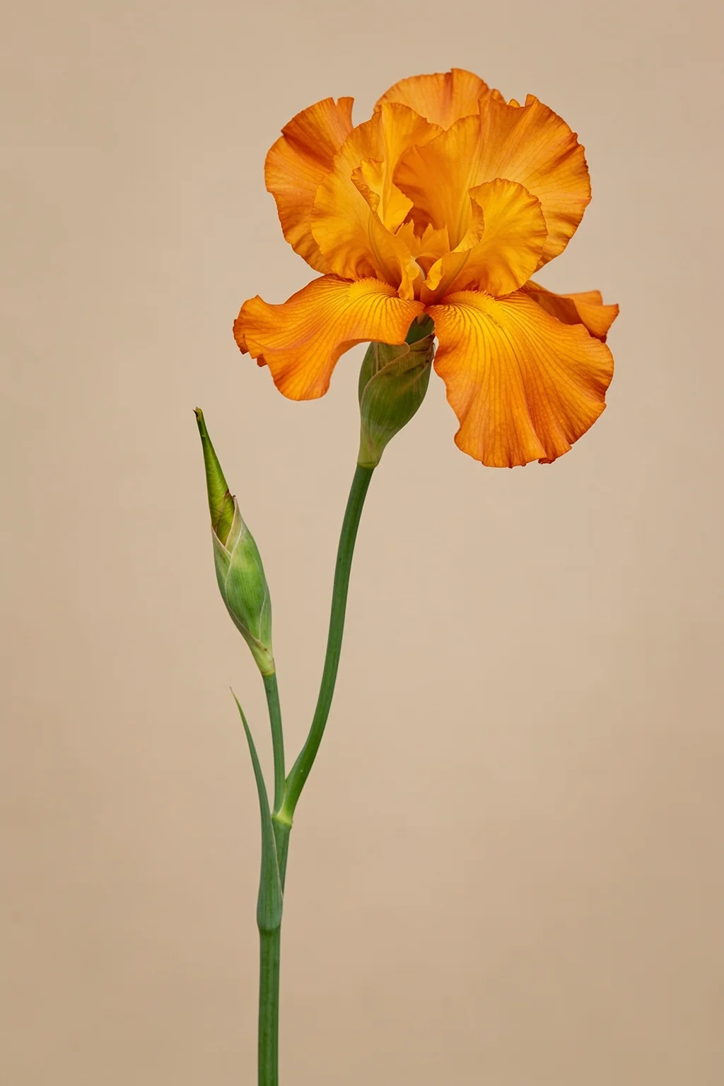 Vibrant Orange Iris. A single vivid orange iris blooms on a slender green stem against a warm beige background.