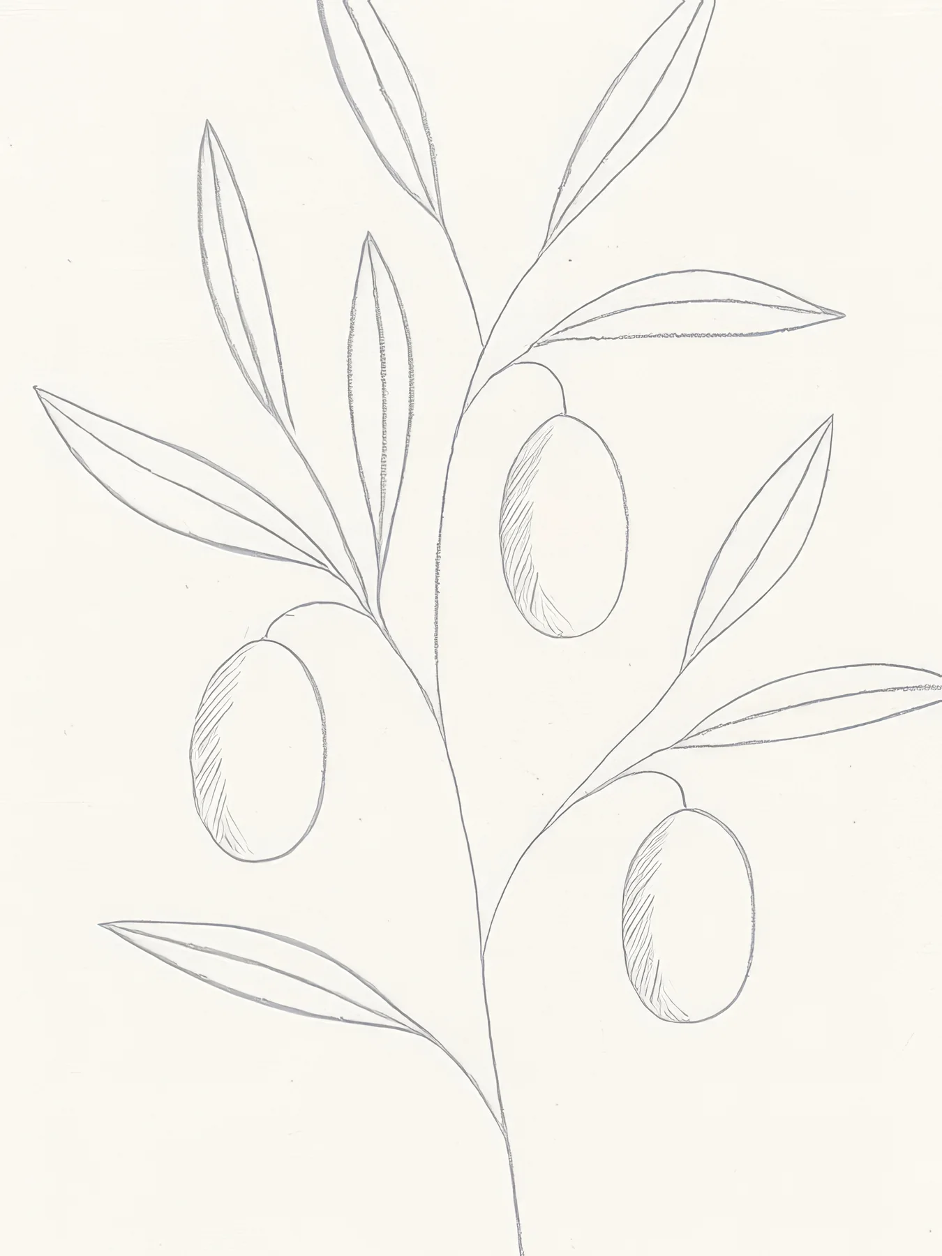 Onlly poster, Olive Branch Line Drawing: Fine pale outlines describe a branch with long leaves and several olives.