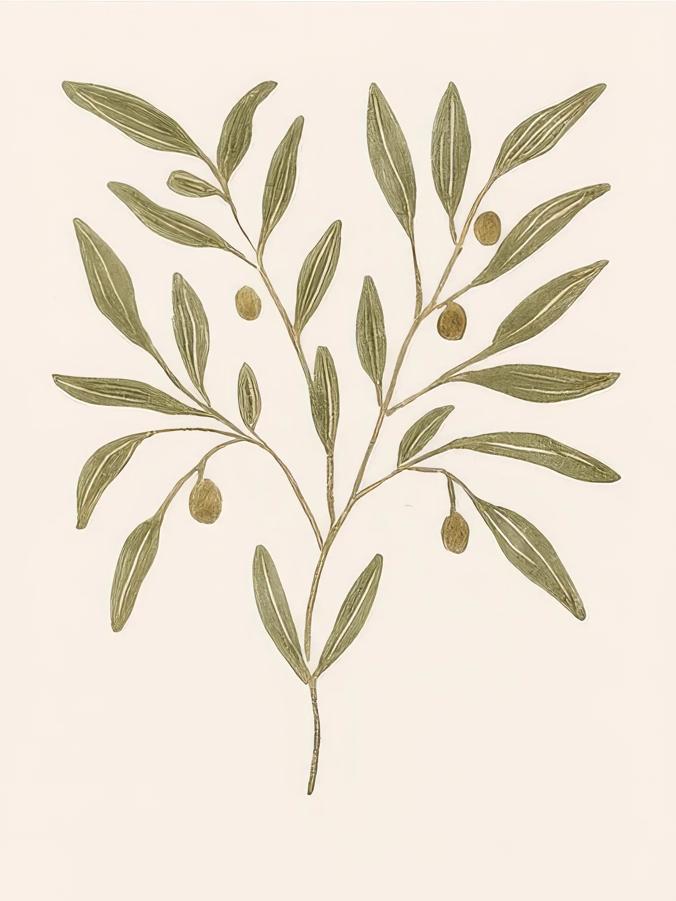 Onlly poster, Olive Branch in Soft Green: A leafy olive branch arches gently across a warm ivory background.