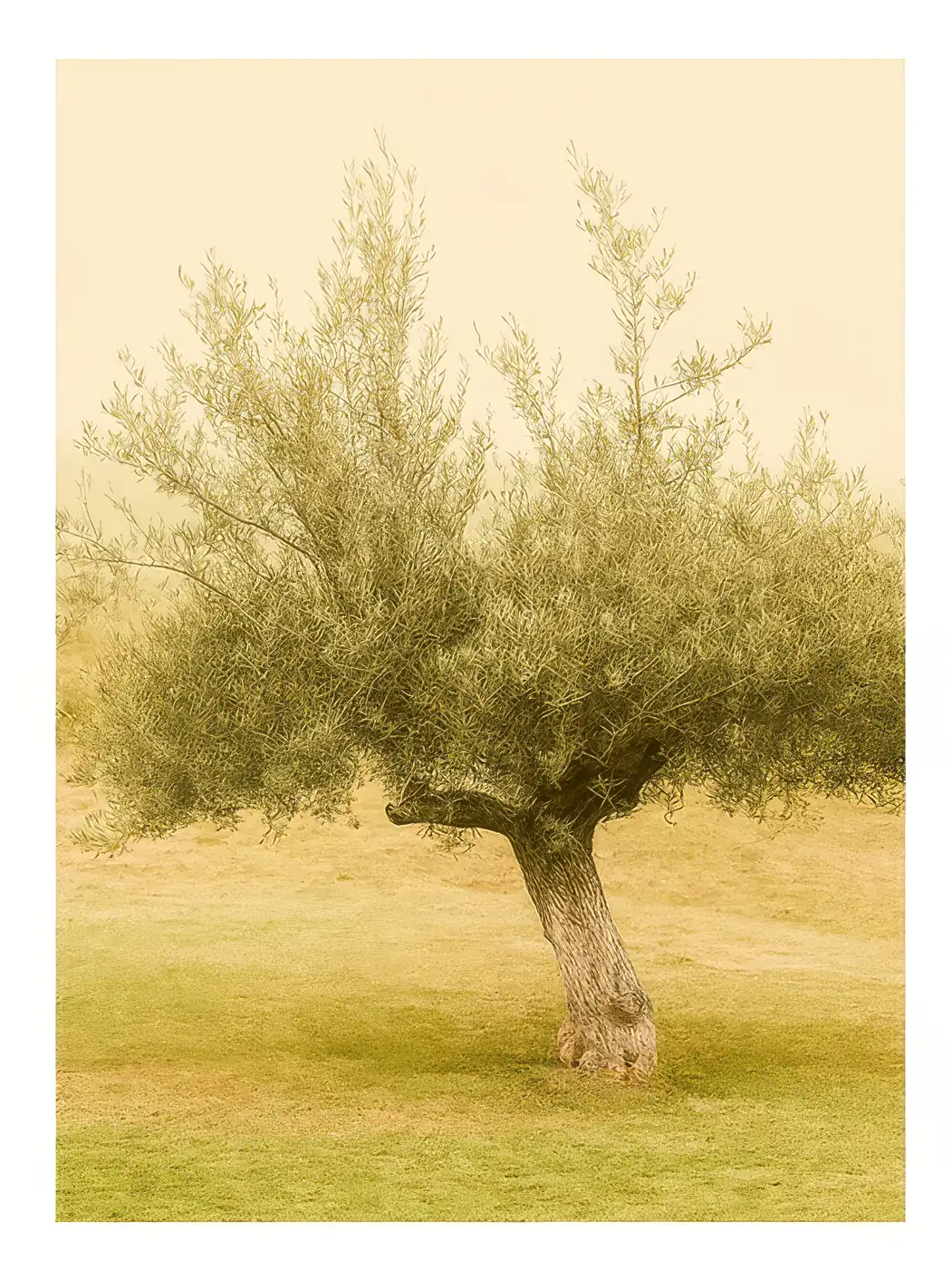 Onlly poster, Olive Tree in a Sunlit Field: A solitary olive tree stands against a warm muted landscape.
