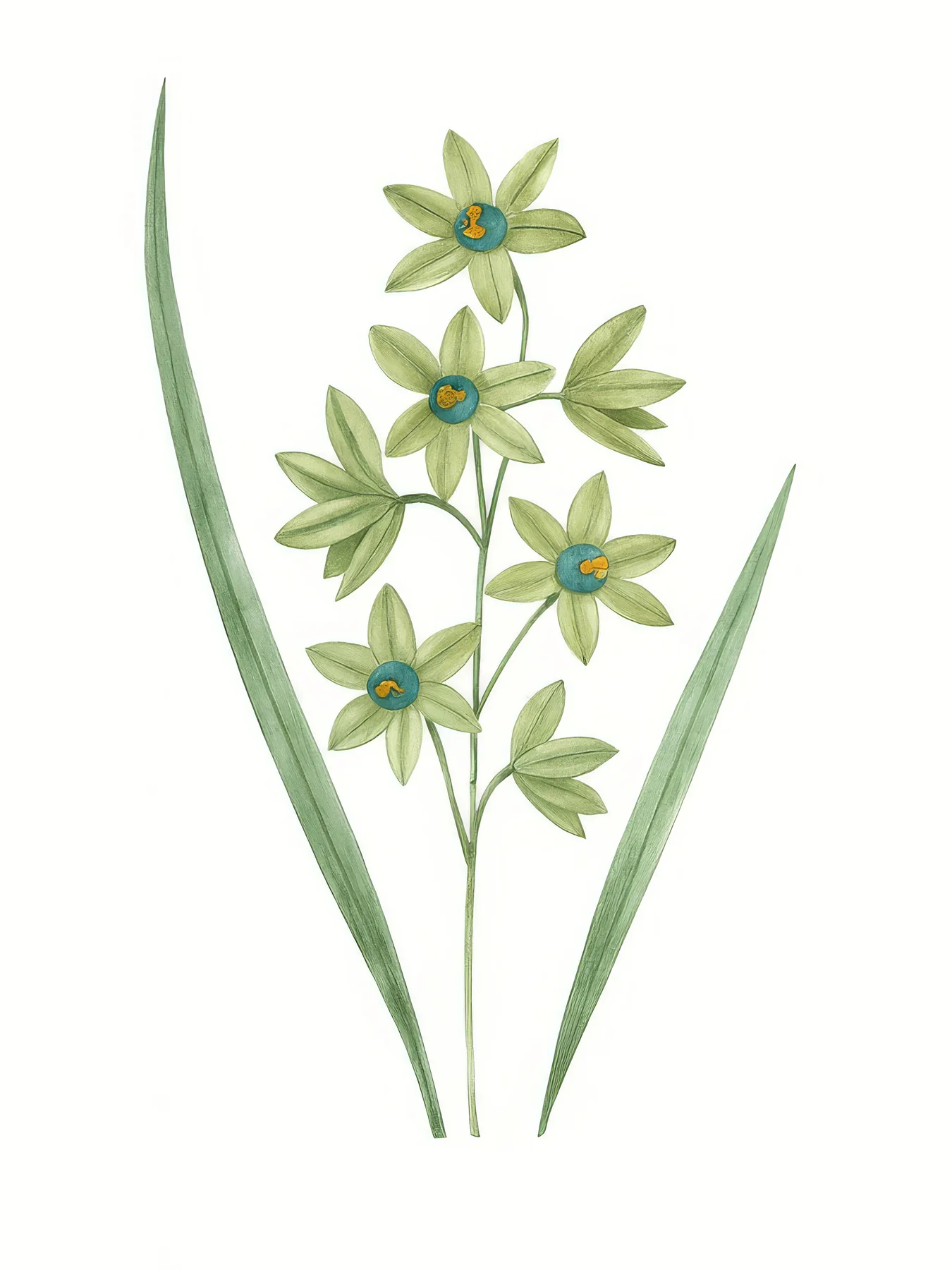 Onlly poster, Slender Green Flowering Stems: A few small green star-shaped flowers and narrow leaves rise on fine stems.