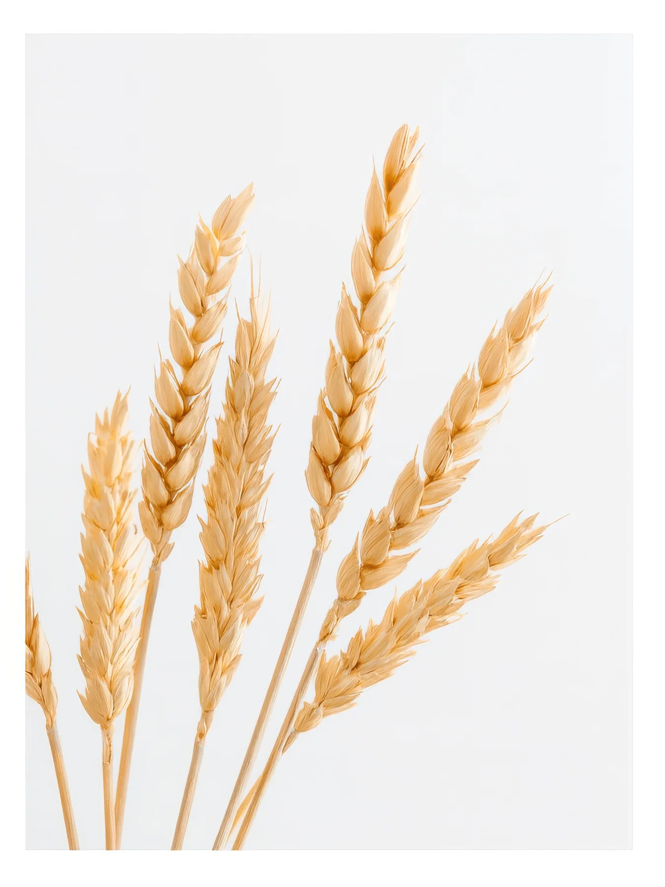 Onlly poster, Golden Wheat Stalks: A cluster of pale golden wheat ears rises against warm ivory.