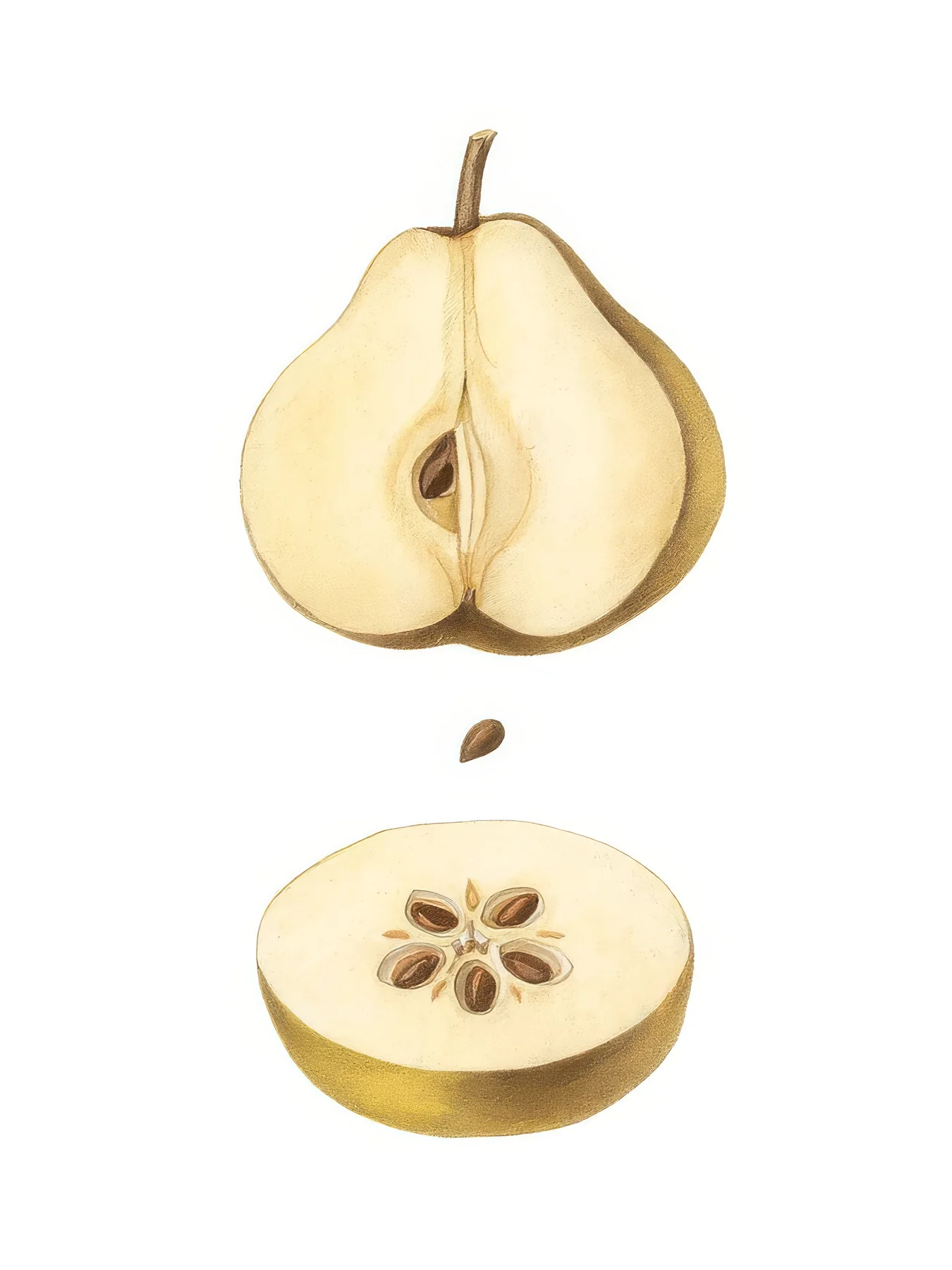 Onlly poster, Pear in Two Views: A pale pear and a cut slice show the fruit’s shape and seeds on cream.