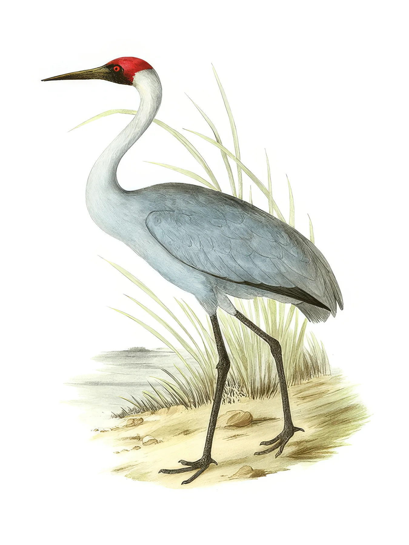 Onlly poster, Grey Heron by the Water: A graceful grey heron stands beside calm blue water.
