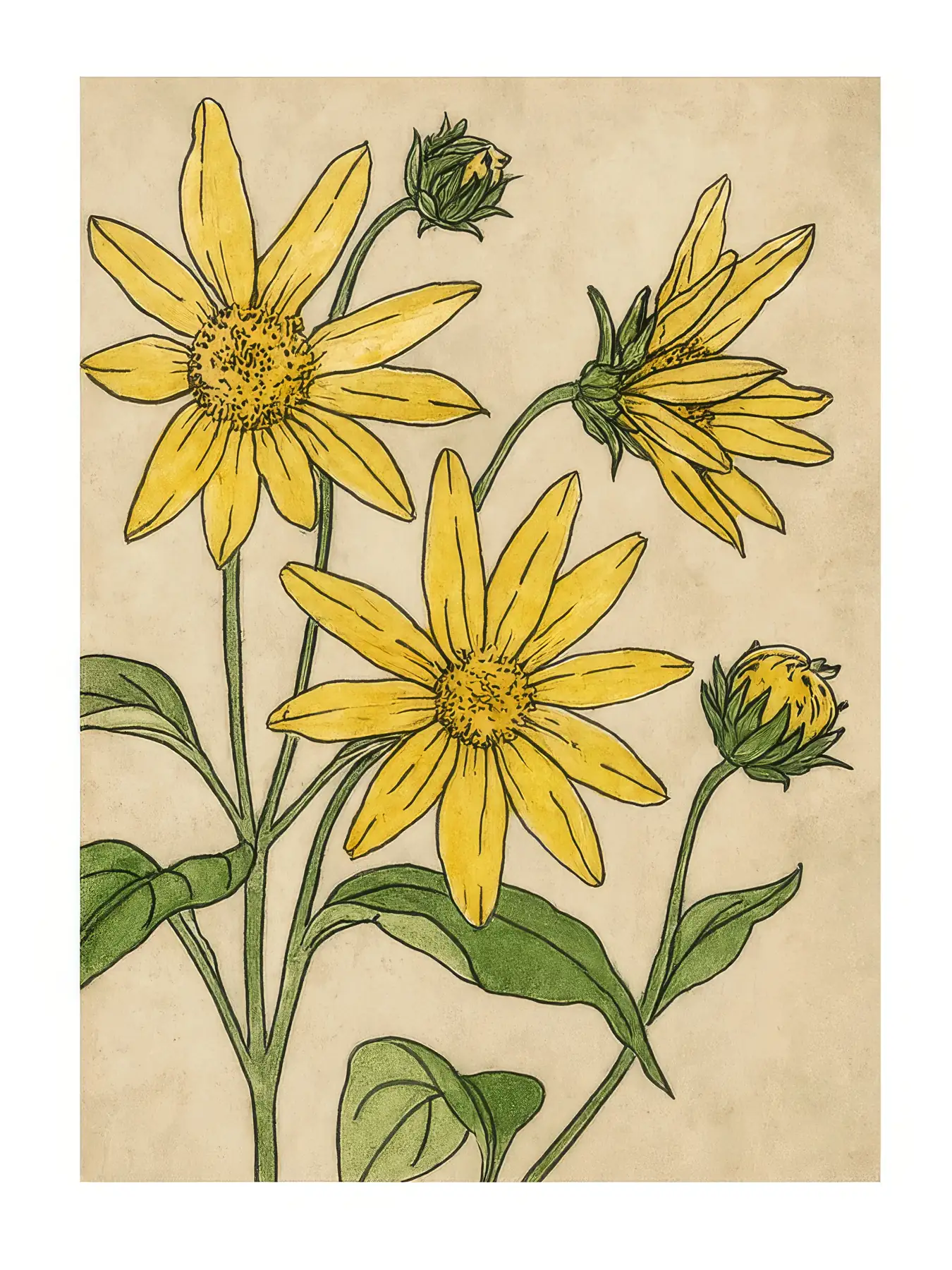 Onlly poster, Yellow Daisies in a Garden: Golden daisy-like flowers and green stems are shown in a loose botanical study.
