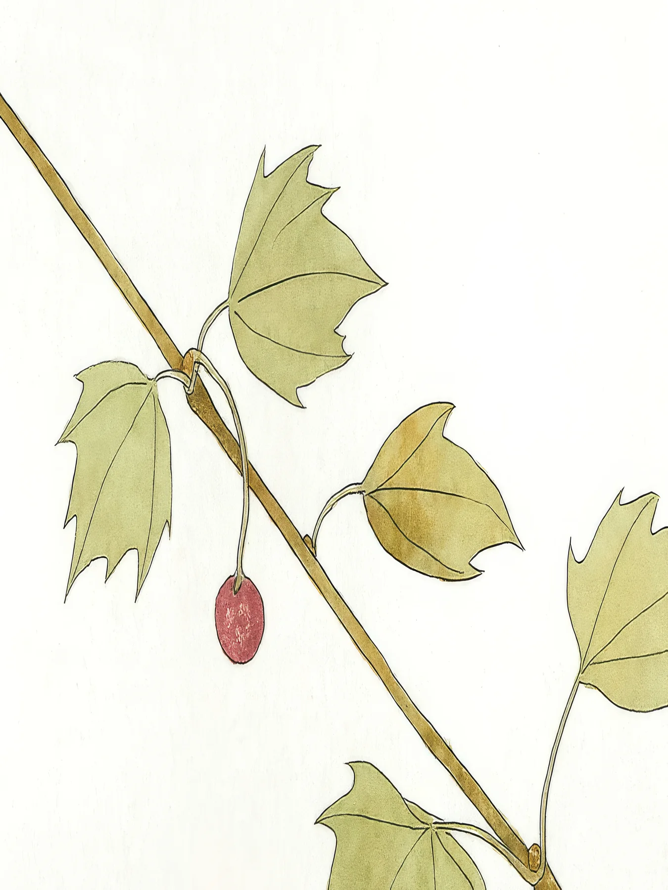 Onlly poster, Pale Leaves and Seed Pods: A slender stem with muted green leaves and small seed pods is drawn on ivory.