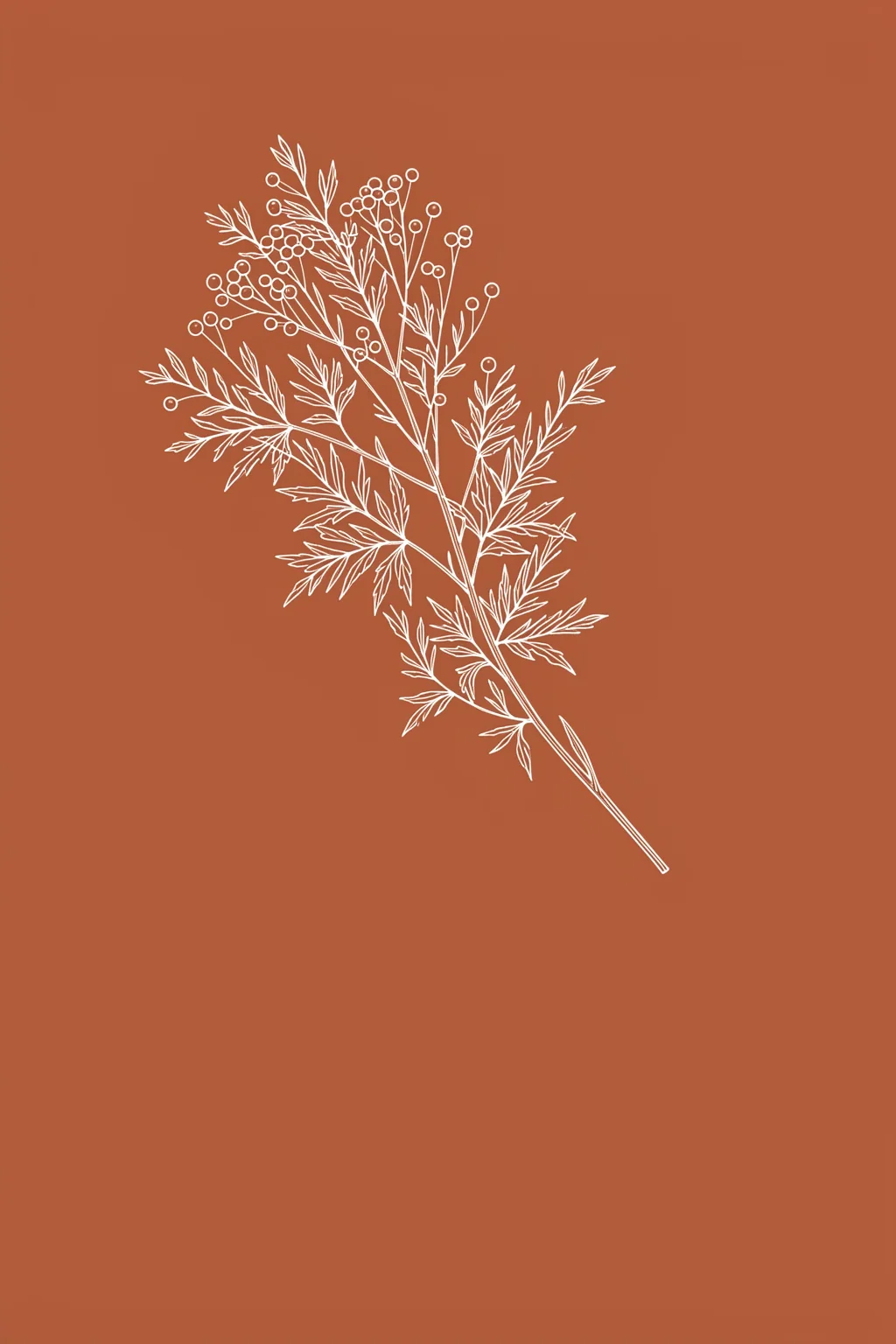 Acacia Botanical Branch. A fine white botanical branch with many small leaves and seed clusters is drawn on a solid terracotta background.