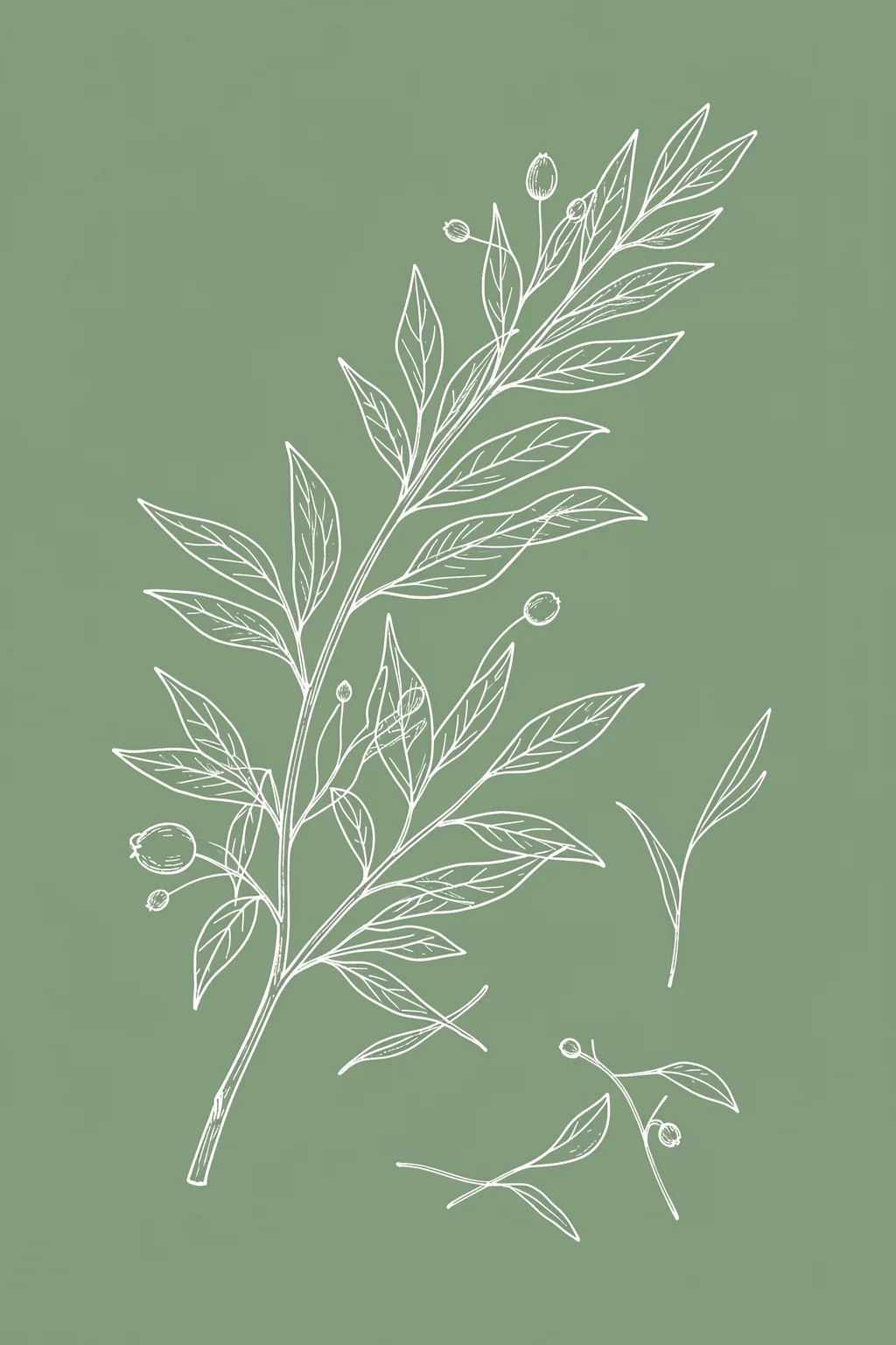 Delicate Berry Branch. Fine white linework depicts a leafy branch with several round berries and small detached sprigs on a muted sage-green field.