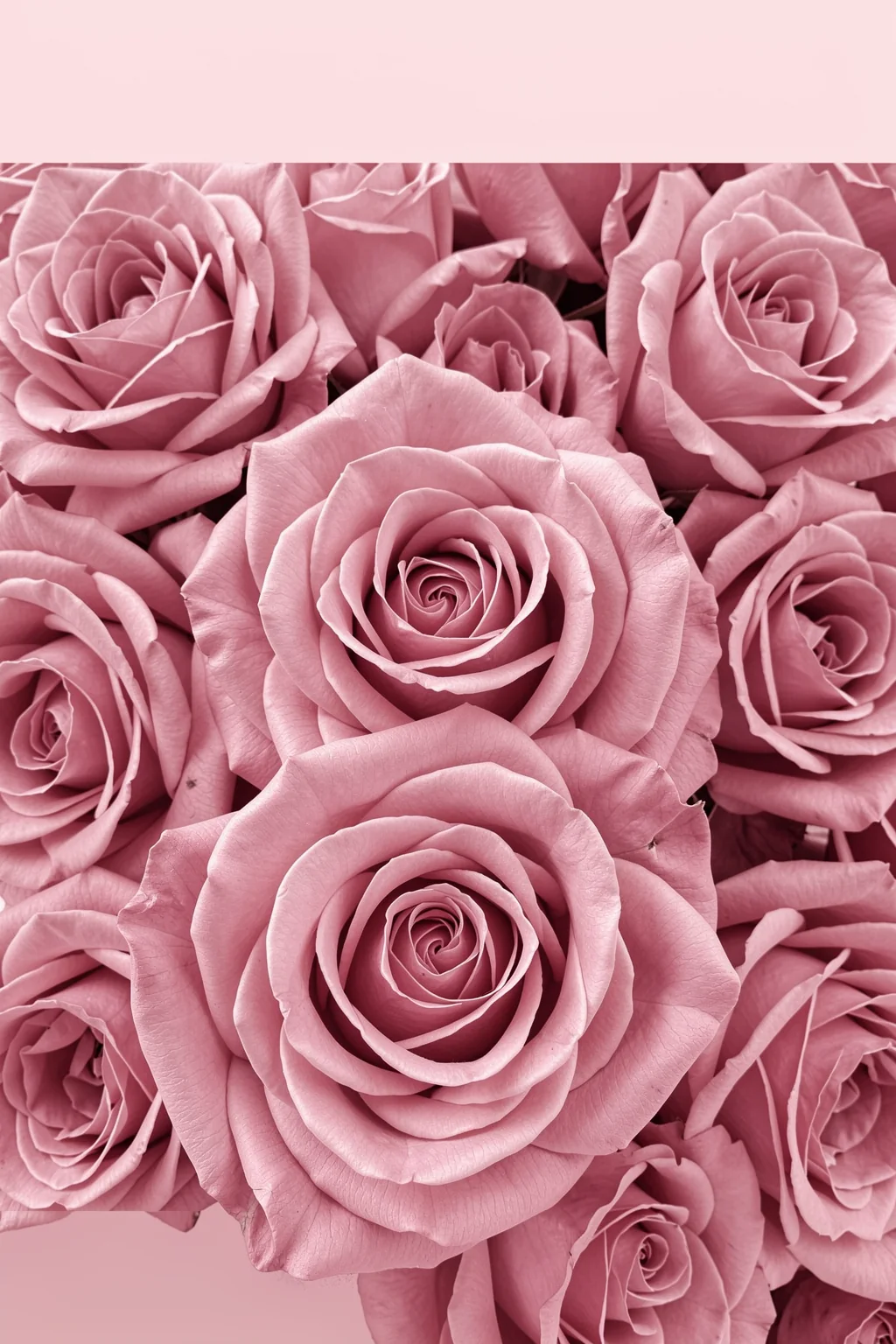 Soft Pink Roses. A close-up field of soft pink roses fills the image, bordered by pale pink horizontal bands.