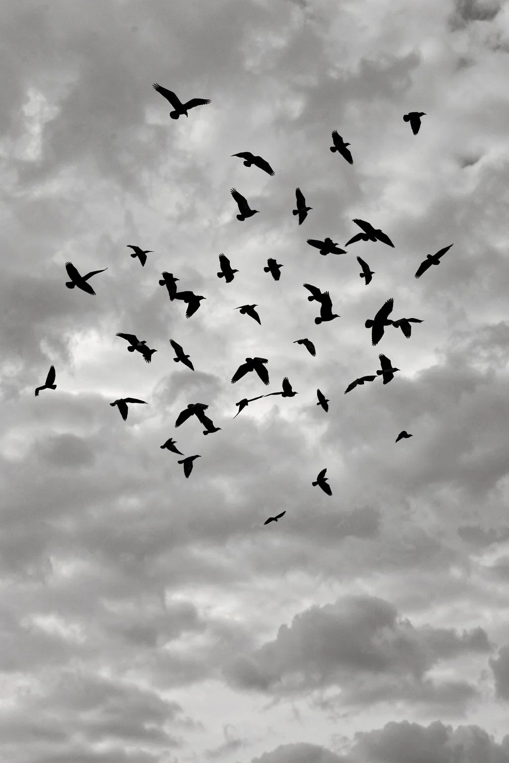 Free As a Bird. Black bird silhouettes fly across a softly clouded gray sky.