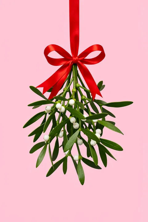 Kiss by Mistletoe. A bundle of green mistletoe hangs from a red ribbon and bow against a pale pink background.