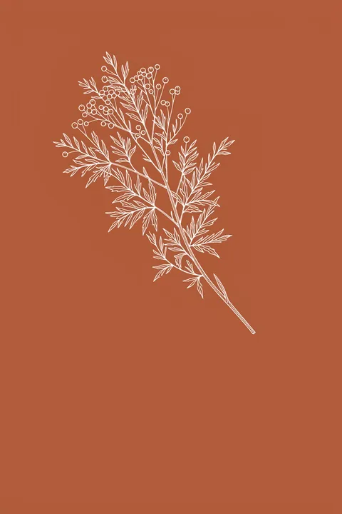 Acacia Botanical Branch. A fine white botanical branch with many small leaves and seed clusters is drawn on a solid terracotta background.