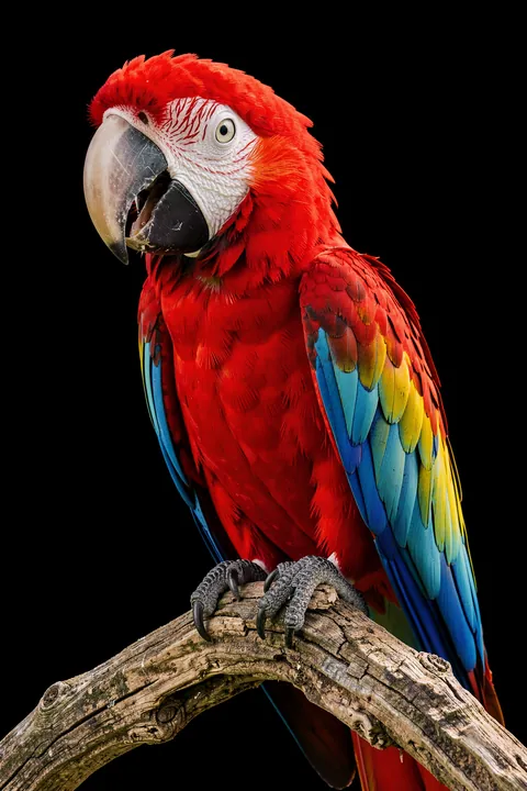 Curious Scarlet Macaw. A scarlet macaw with blue and yellow wing feathers perches on a weathered branch against black.