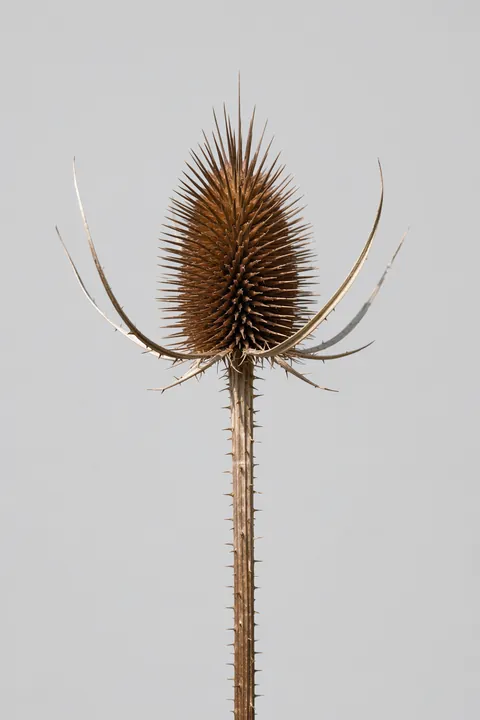 Dried Teasel Spike. A dried teasel head with a dense crown of sharp bracts stands on a long spiny stem against light gray.