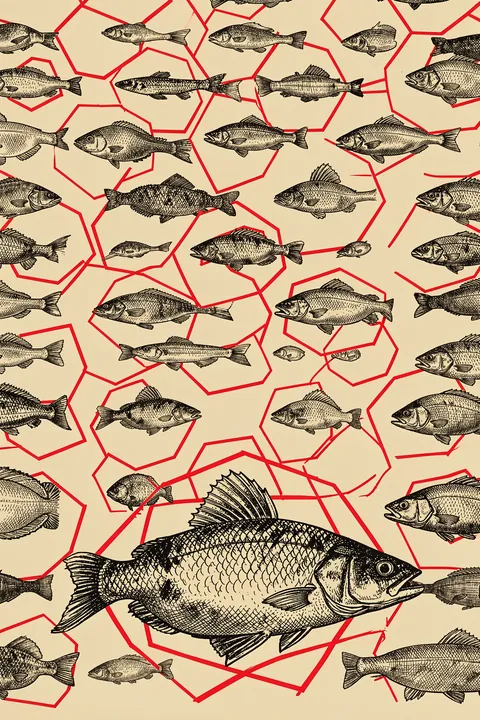 Geometric Fish Study. A large engraved fish swims among many smaller black fish, all set over an irregular red polygon grid on cream.