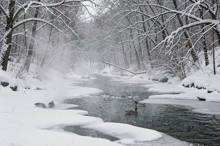 Golden Winter Stream. Ducks swim through a narrow stream bordered by snow-covered banks and bare winter trees.