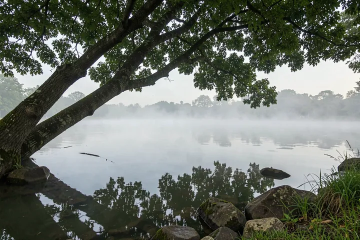Misty Lake Morning. A broad leafy branch arches over a still, mist-covered lake, with rocks and grasses along the near shore.