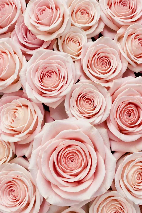 Soft Pink Roses. A dense cluster of pale blush-pink roses fills the frame edge to edge.