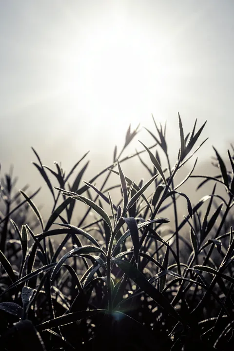 A Winter Morning 6. Dark grasses are silhouetted against soft, pale morning light, with a bright glow near the horizon.