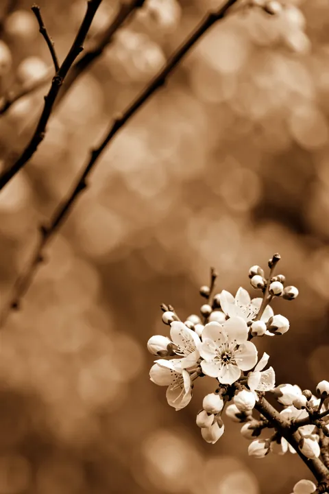 Last Spring 1. White blossoms and unopened buds cluster on a branch against a softly blurred sepia background.