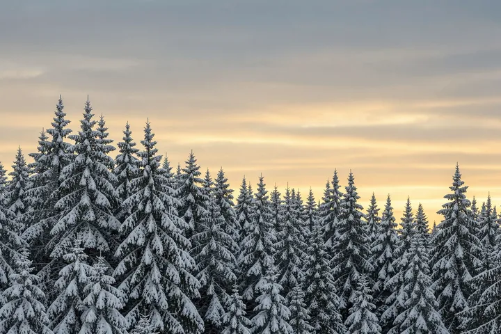 Snow Covered Trees 8. Snow-covered evergreen trees form a dense forest beneath a softly lit, golden-gray winter sky.