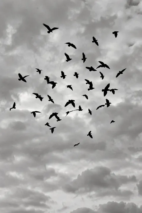 Free As a Bird. Black bird silhouettes fly across a softly clouded gray sky.