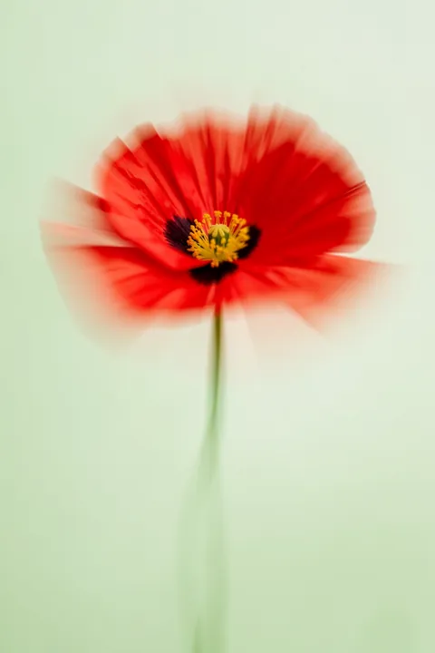 Dreamy Poppy Bloom. A red poppy with a dark center appears softly blurred on a pale green background, its stem fading toward the bottom.