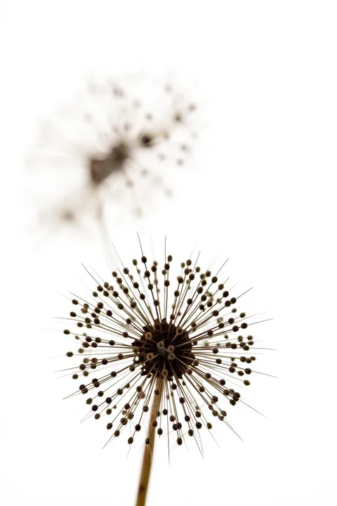 Delicate Minimalist Seeds. A delicate spherical seed head with fine radiating filaments rises from a slender stem against a bright white background.