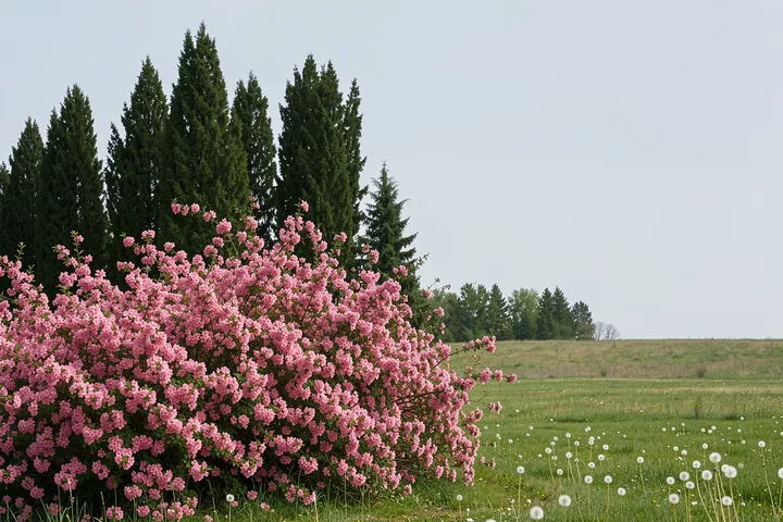 Peaceful Rose Garden. A flowering pink shrub fills the left foreground beside a grassy meadow, scattered white flowers, and tall dark trees.