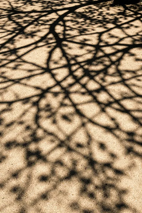 Abstract Tree Shadows. Branching dark tree shadows spread across a warm beige, sandy-textured surface.