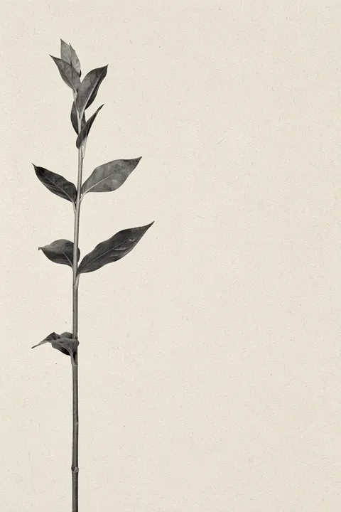 Delicate Botanical Stem. A single slender botanical stem with dark leaves is shown in grayscale on textured off-white paper.