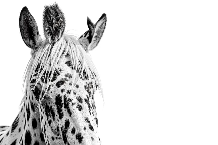 Monochrome Spotted Horse. A close-up black-and-white portrait shows a spotted horse with a long forelock against white.
