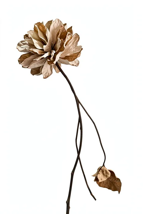 Wilted Elegance. A single dried brown flower bends on a thin stem, with one curled leaf against a pale background.