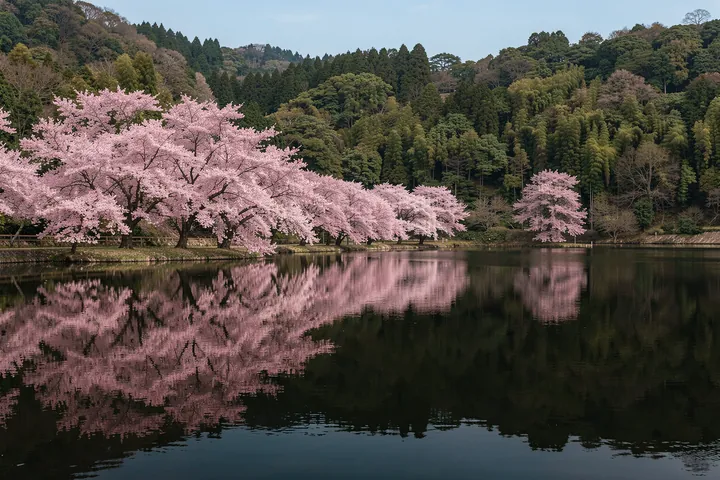 Cherry Blossom Lake Reflection. Pink cherry blossoms line a lakeshore, reflected in still water beneath a wooded far bank.