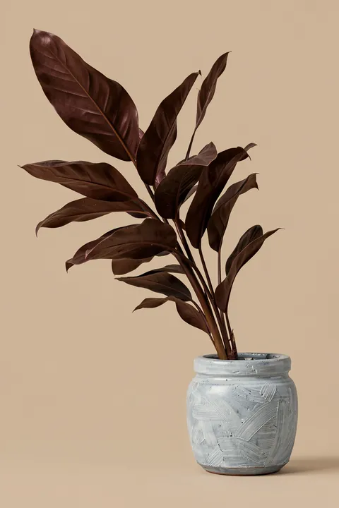 Country Plant. A dark burgundy-leaved houseplant grows from a pale, textured ceramic pot against a warm beige backdrop.